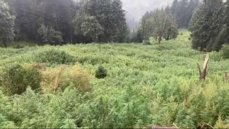 Cannabis cultivation in Himachal Pradesh(Photo: PIB)