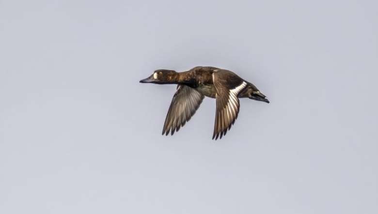 Greater Scaup (PHOTO: IFP)