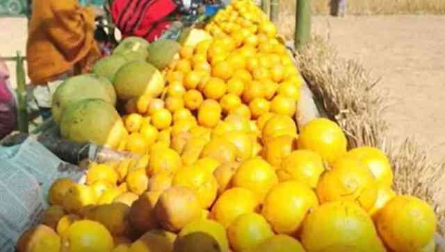 Can Kachai Lemon Growers Continue to Reap Good Harvest?