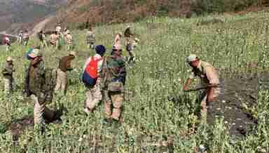 Poppy plantation being destroyed in Manipur as a part of the government's war on drugs (File photo: IFP)