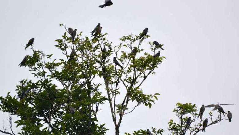 Amur falcons in Tamenglong, Manipur (PHOTO IFP)