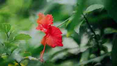 Hibiscus flower is one of the ingredients used in Chenghee (Representational Image: Unsplash)