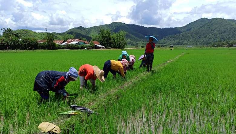 Farming in Manipur (Photo: IFP)