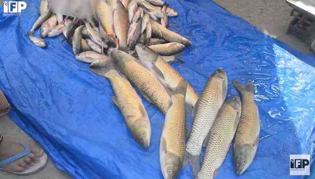 How Manipur is striving to save indigenous fish breeds