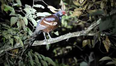 Manipur State Bird  Nong-in in the forest of Jessami village, Manipur (PHOTO: Bishworjit Mandengbam_IFP)