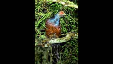 Nongin, the state Bird of Manipur