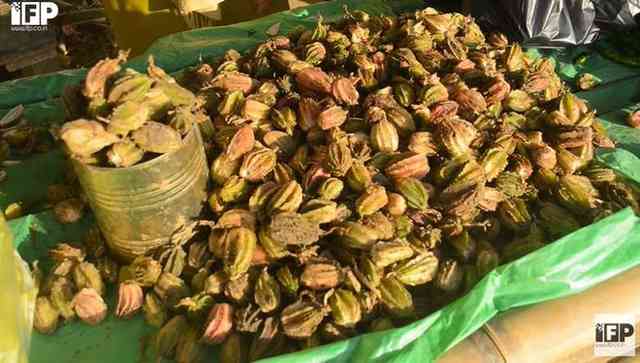 Large Cardamom - Unexplored Spice in Manipur
