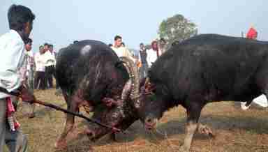 Buffalo fight forms a part of the Magh Bihu festival in Assam