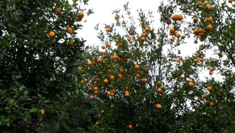 Tamenglong oranges, Manipur (PHOTO: IFP)