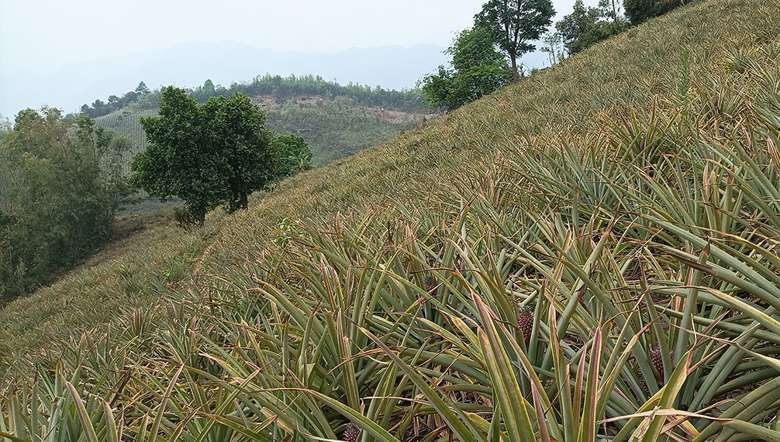 Pineapple farm at Bunglong village in Churachandpur (PHOTO: IFP)