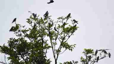 Amur Falcons in Tamenglong, Manipur