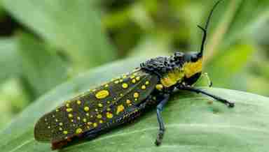 Adult Spotted Grasshopper or Aularches miliaris (Photo: WikipediaCommons)