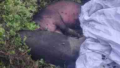 Carcasses of pigs (Photo: IFP_Alex Guite)