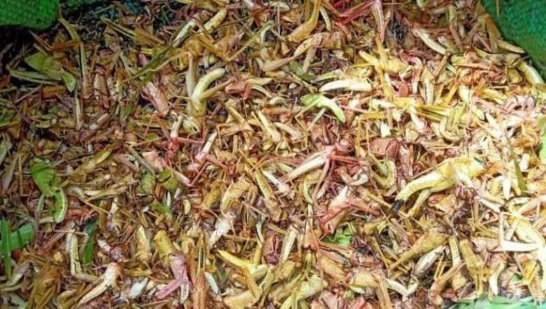 Handpicked locusts at Manipur's Khambi village (Photo: IFP)