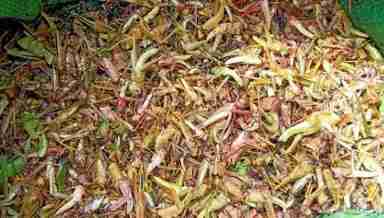 Handpicked locusts at Manipur's Khambi village (Photo: IFP)