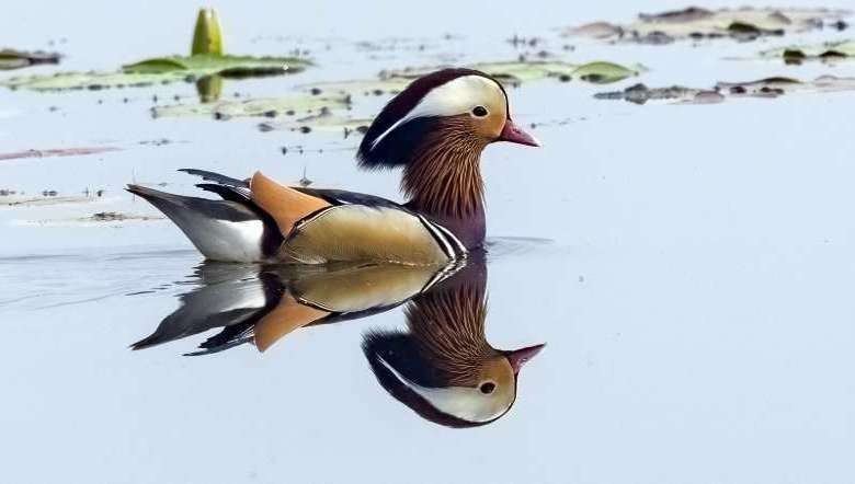 Mandarin duck spotted at Lamphelpat, Imphal West, Manipur on February 11, 2023, 8 am by Chekla team.