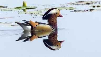 Mandarin duck spotted at Lamphelpat, Imphal West, Manipur on February 11, 2023, 8 am by Chekla team.