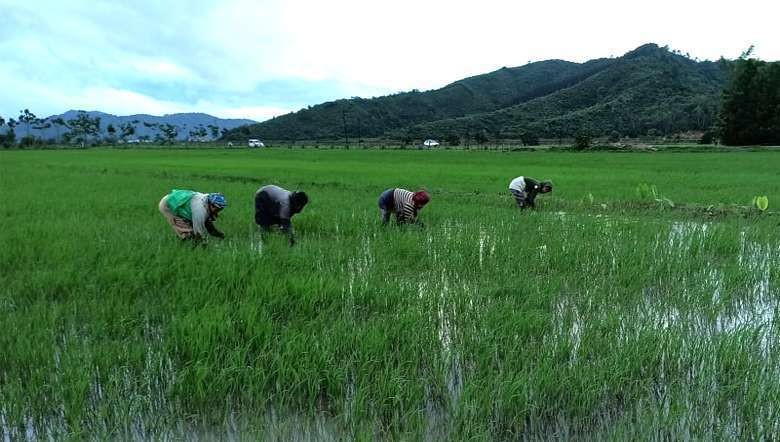 Farming in Manipur (PHOTO IFP)