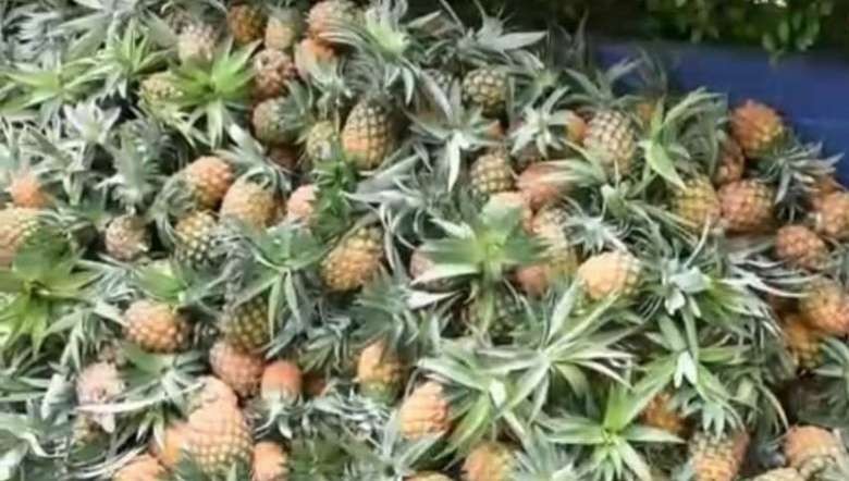 Pineapples have donated by pineapple farmers of Khousabung area, Churachandpur (PHOTO: Facebook)