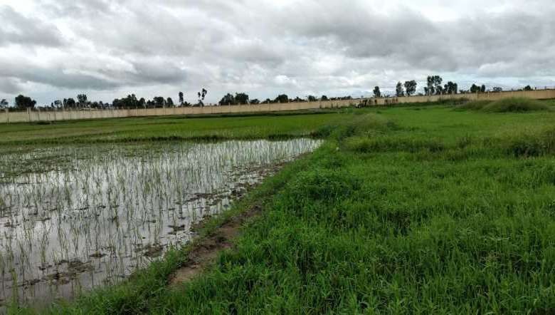 Cultivation of paddy in land for construction of district hospital in Mayang Imphal (PHOTO: IFP)
