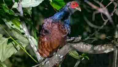 Manipur State Bird Nongin in the forest of Razai village, Ukhrul, Manipur on July 19, 2022 (Photo By Oken Sanasam)