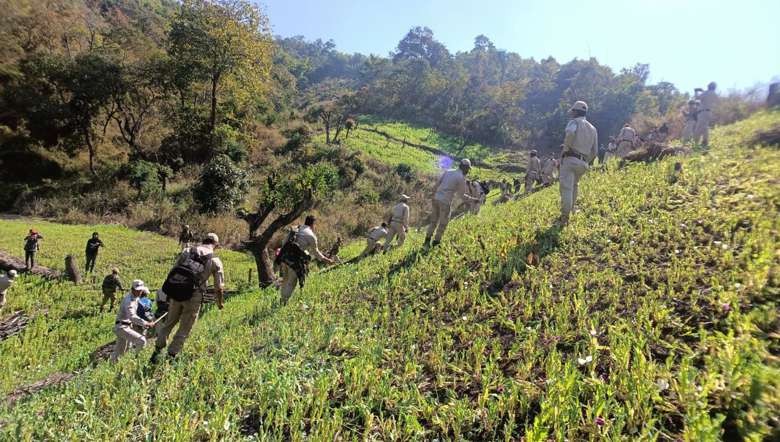 Poppy plantation in Manipur (File Photo: IFP)