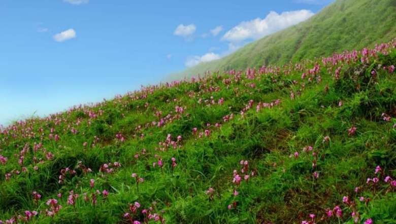 Beautiful Wuyawon blooms in abundance at Mt Wuya Kachui
