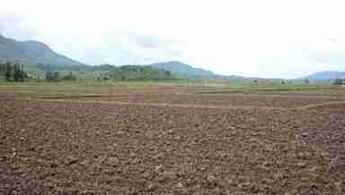 Parched paddy field in Imphal East, Manipur, August 4, 2021 (PHPTO: IFP)